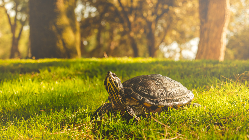 Tortuga tomando el sol