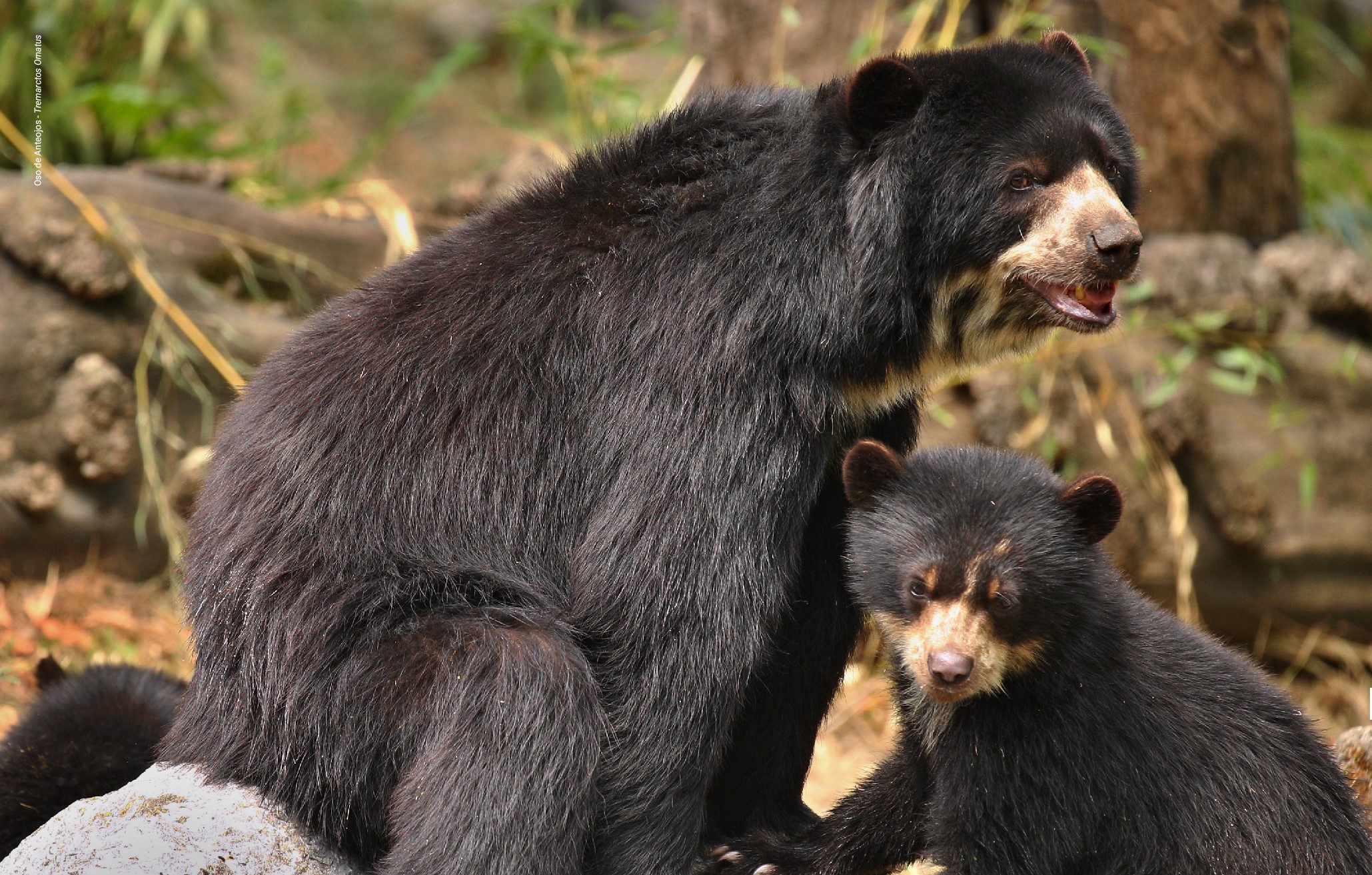 Día Internacional para la protección de los Osos del Mundo