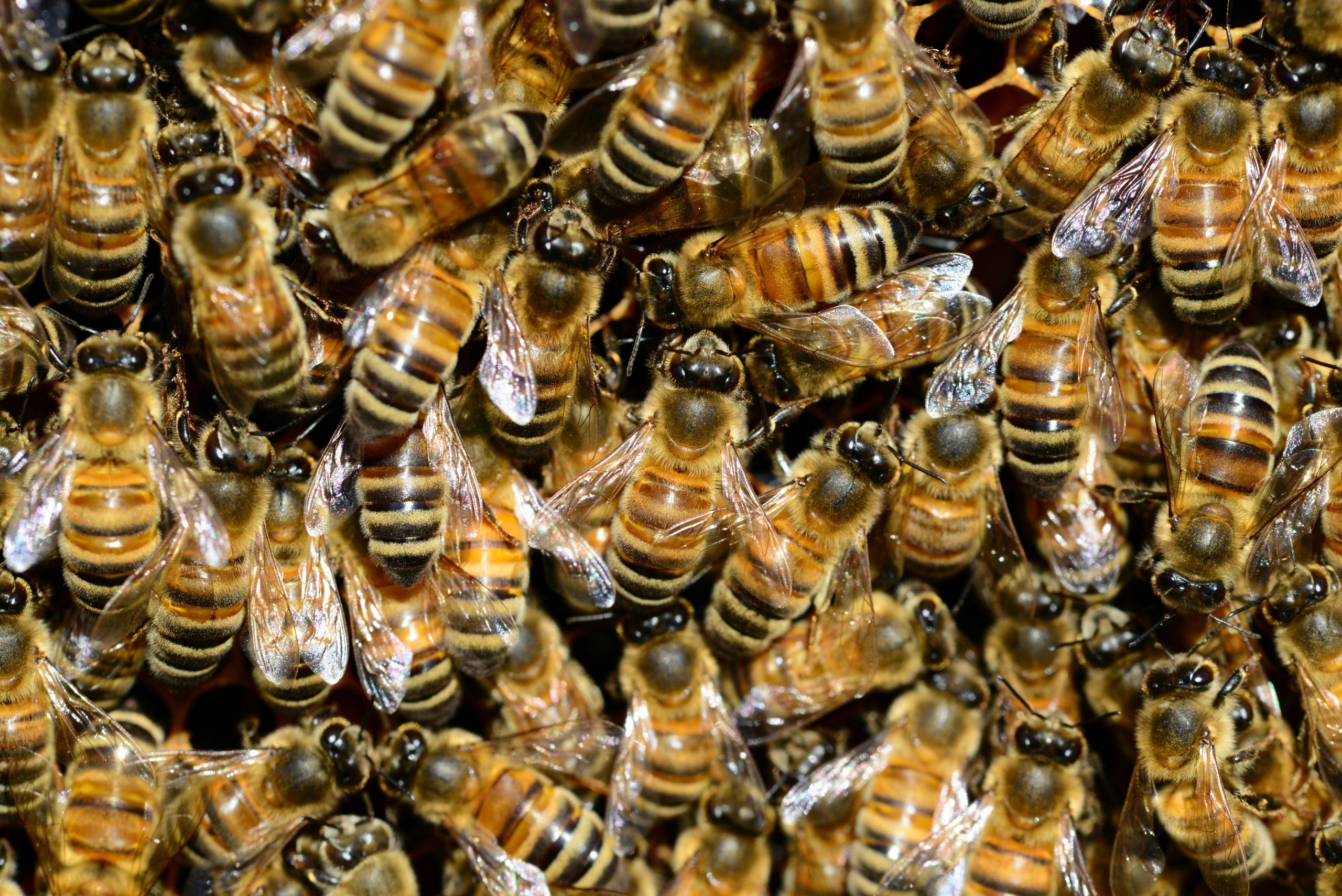Abeja