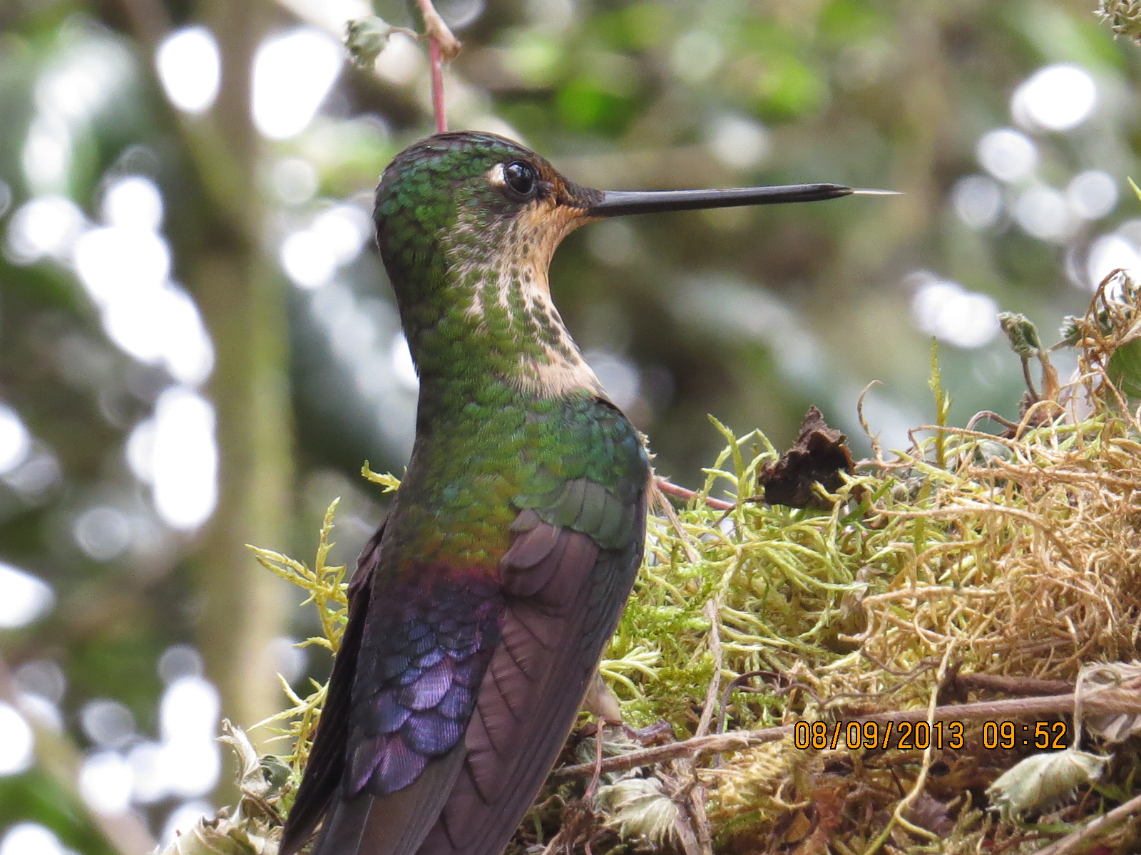 Colibrí