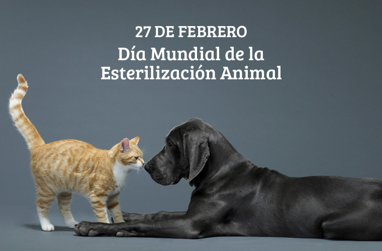 Día Mundial de la Esterilización Animal