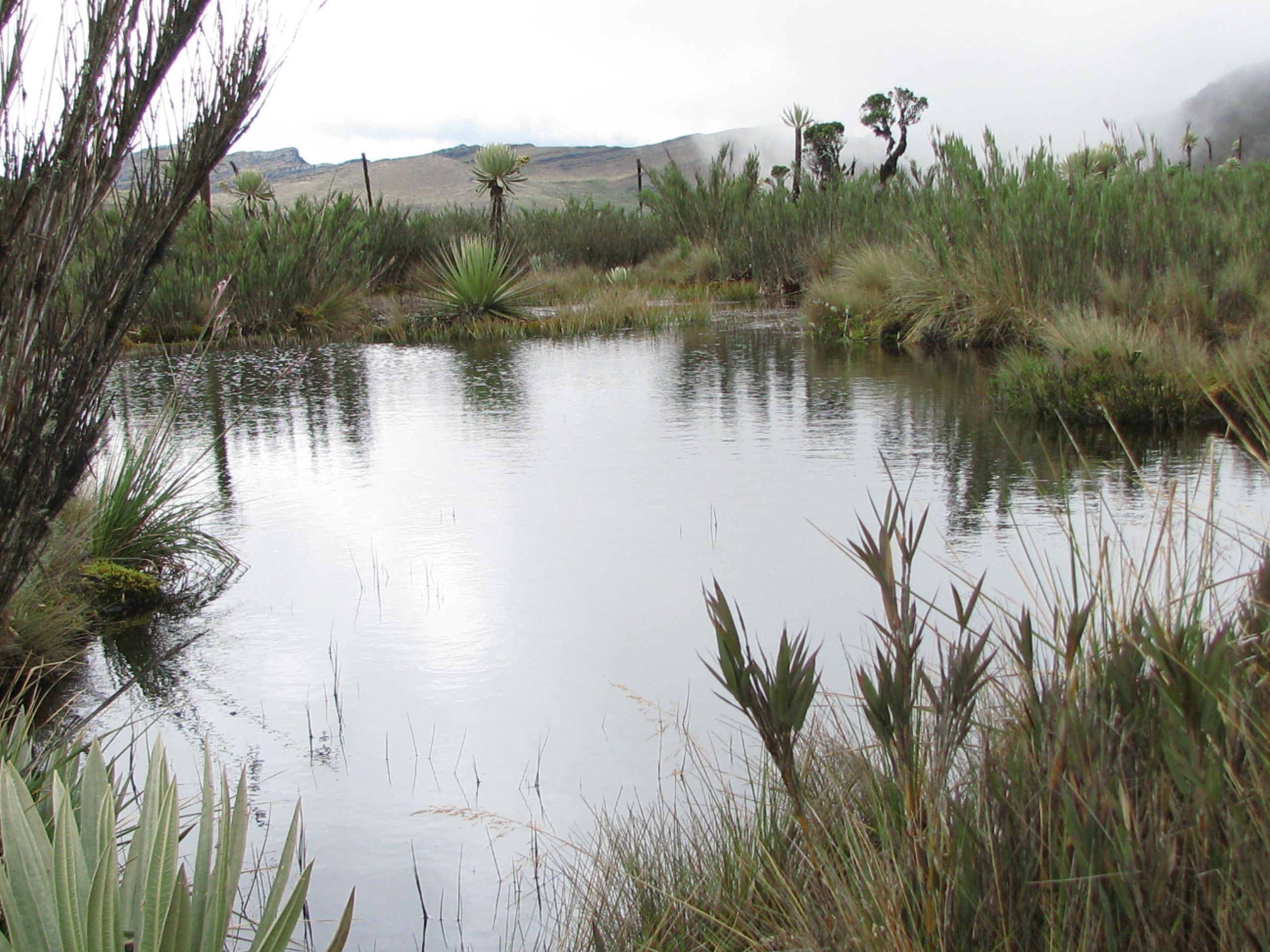 Día Mundial de los Humedales