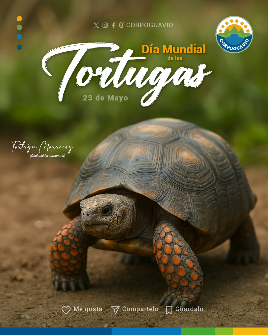 tortuga