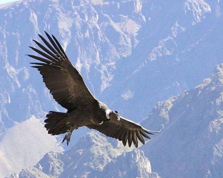 Condor Andino