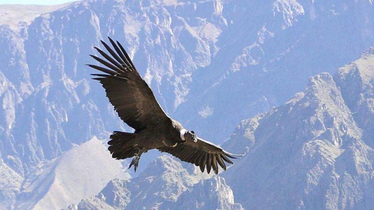 Condor Andino
