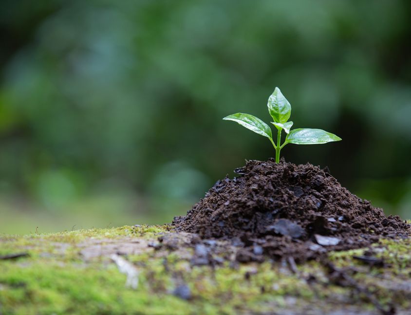 The sapling that grows from the ground has a natural background.